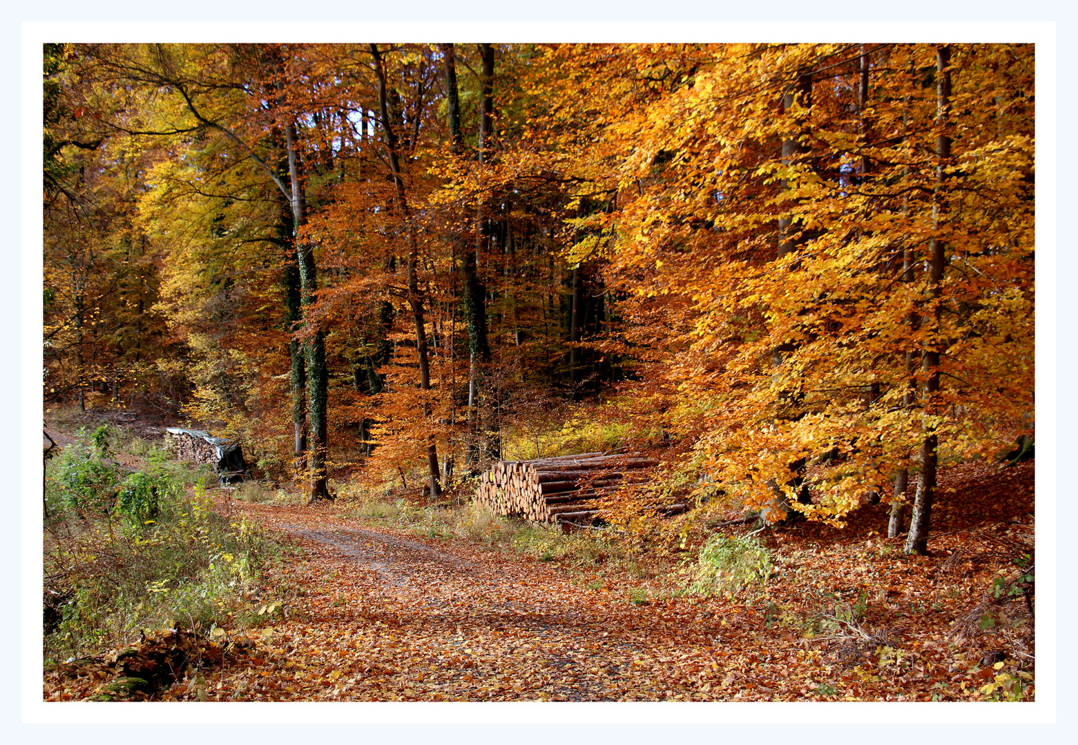 Novembergold im Wald