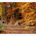 Novembergold im Wald