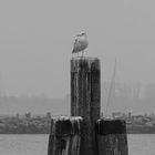 Novembergrau an der Ostsee