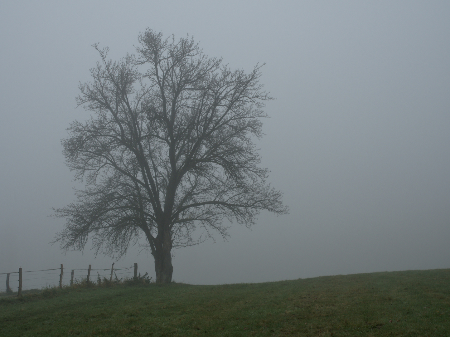 Novembergrau im Siebengebirge