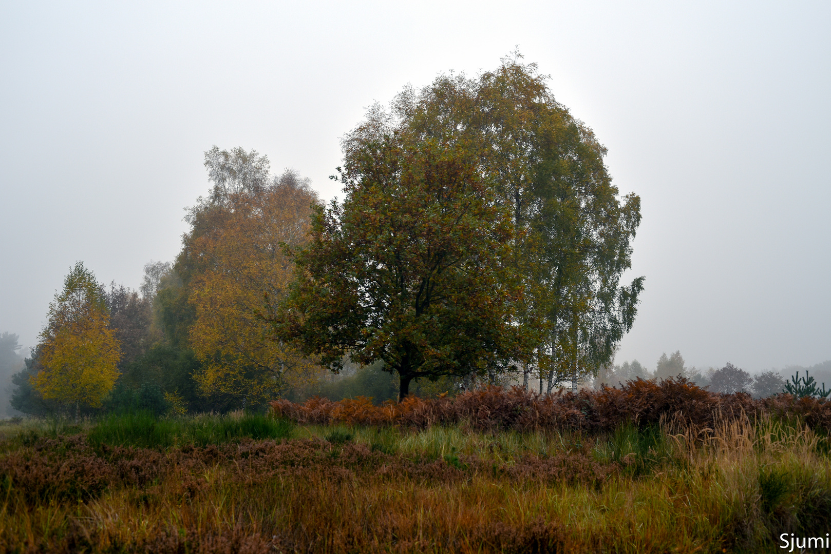 Novemberheide