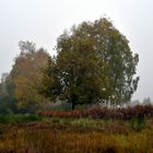 Novemberheide