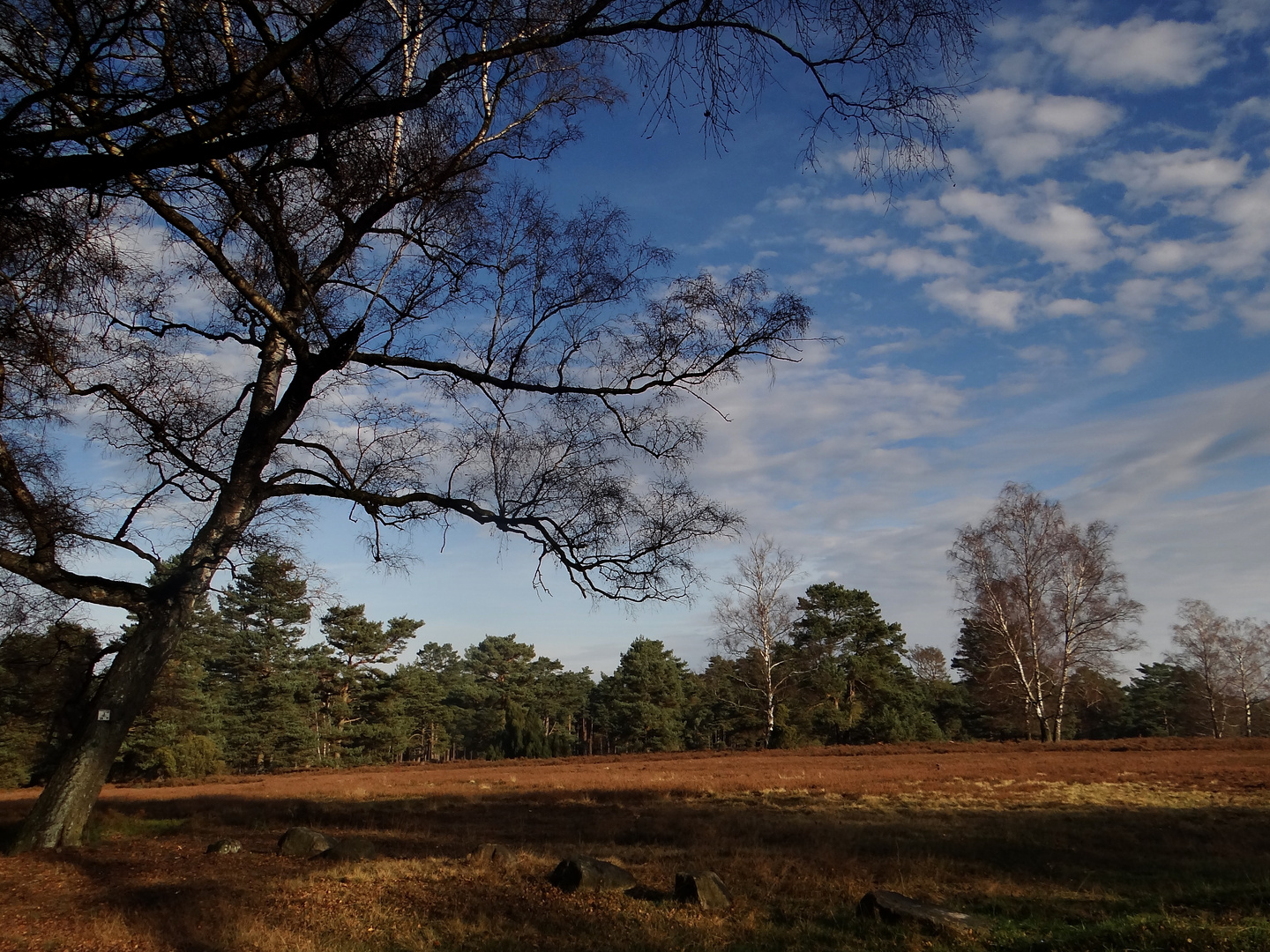 Novemberheide