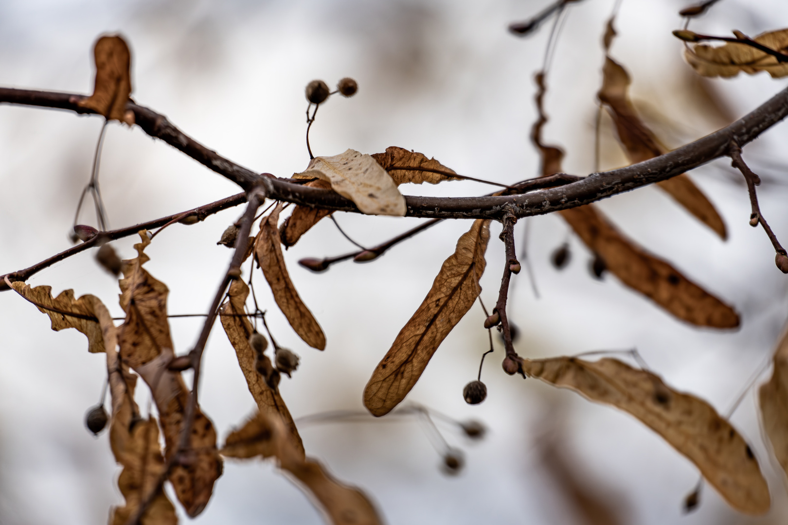 Novemberherbst