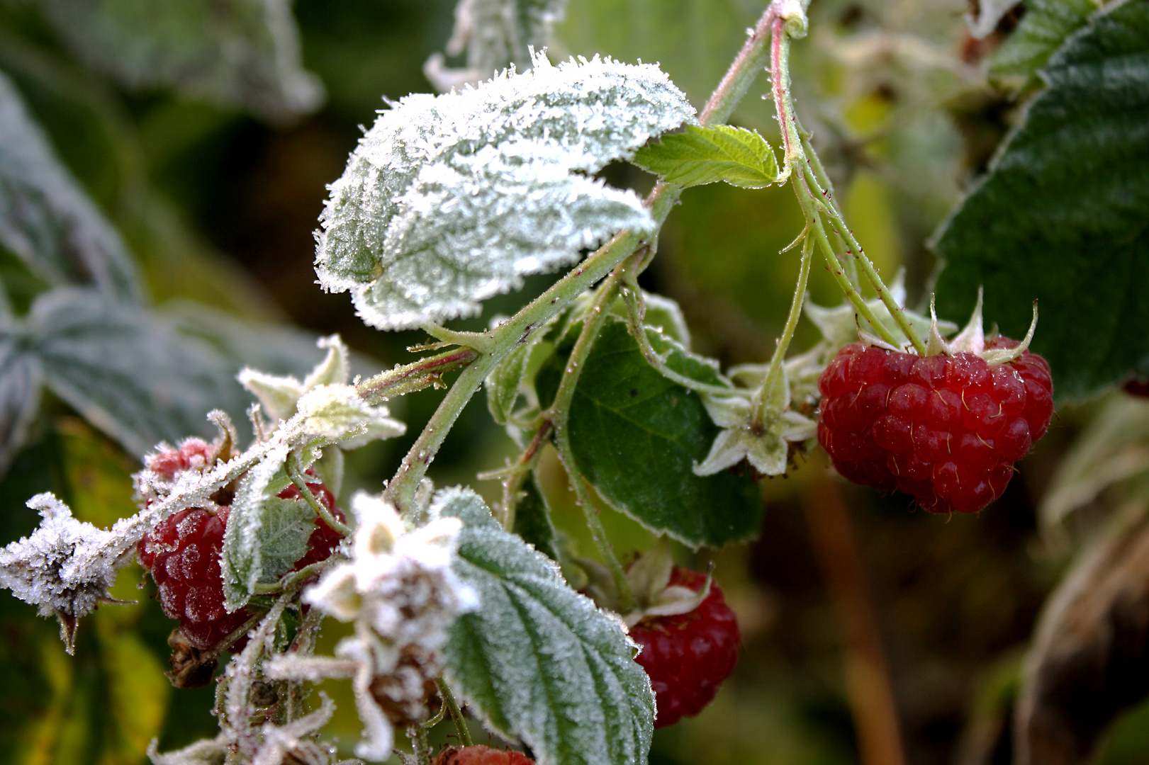 Novemberhimbeeren