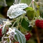 Novemberhimbeeren