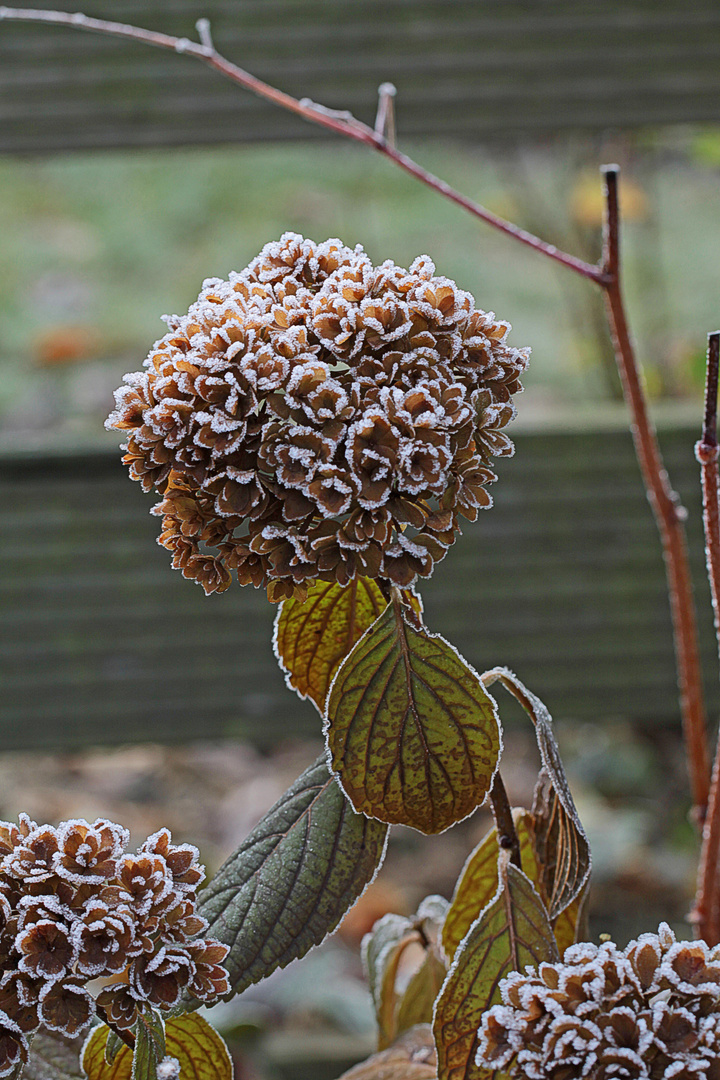 Novemberhortensie 