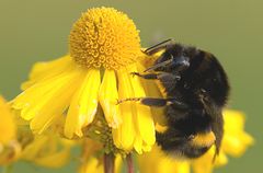 Novemberhummel...