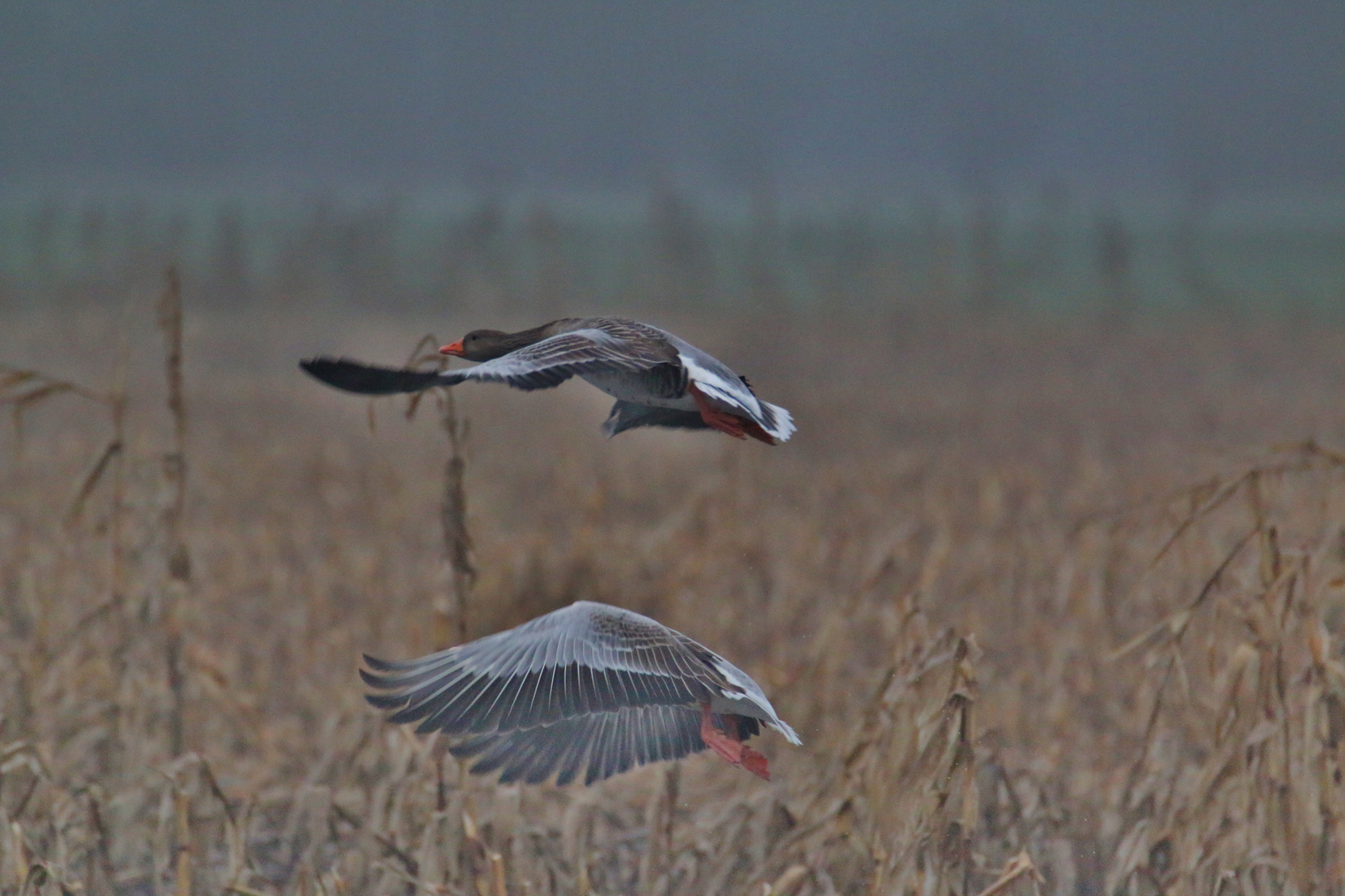 Novemberimpressionen aus der Lewitz/ 3