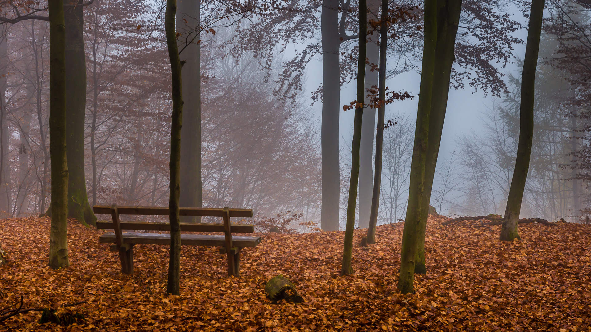 Novemberimpressionen im Pfälzer Wald