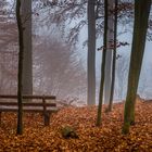 Novemberimpressionen im Pfälzer Wald