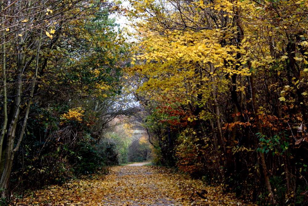 Novemberküstenwald