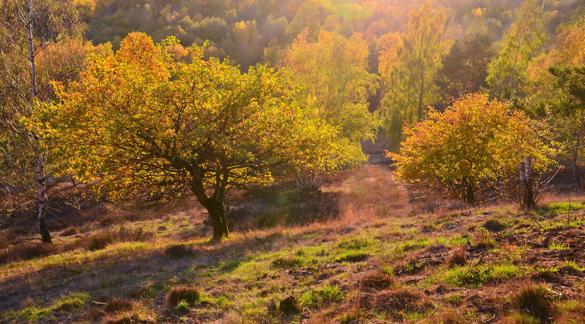 Novemberlandschaft