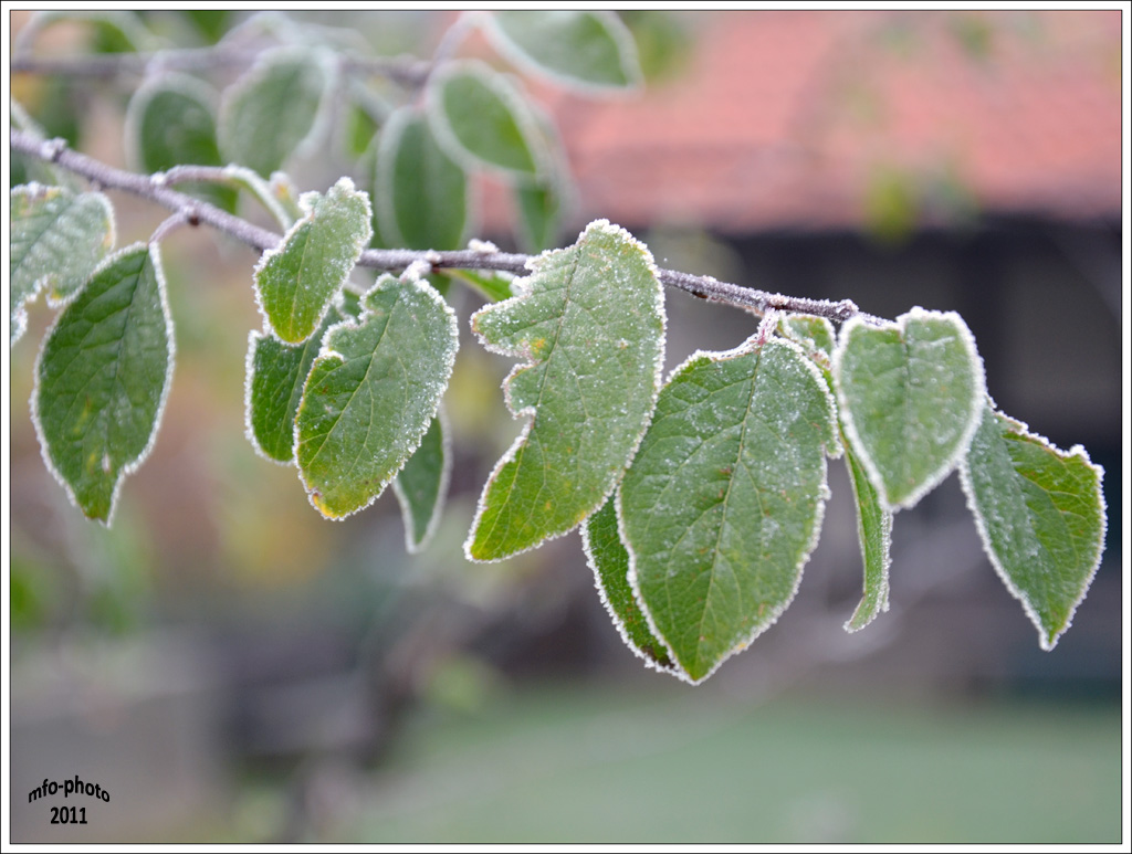 Novemberlaub