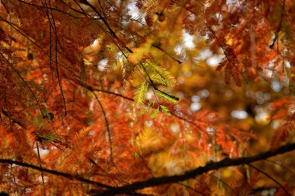Novemberleuchten ...