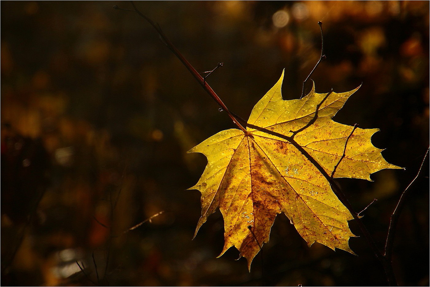 Novemberleuchten 