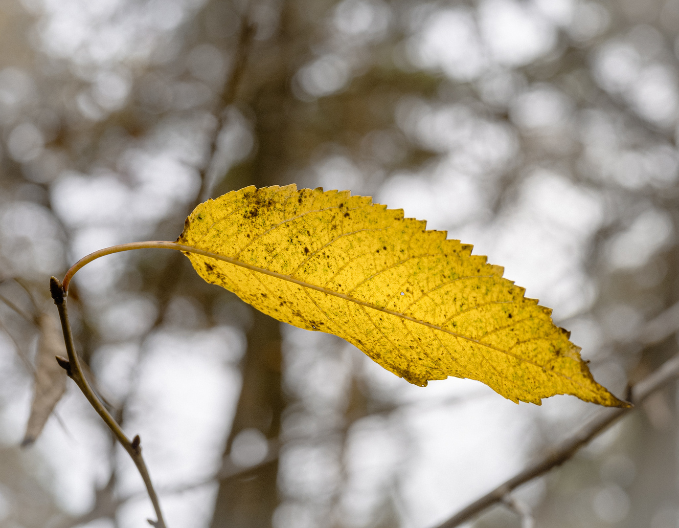 Novemberleuchten