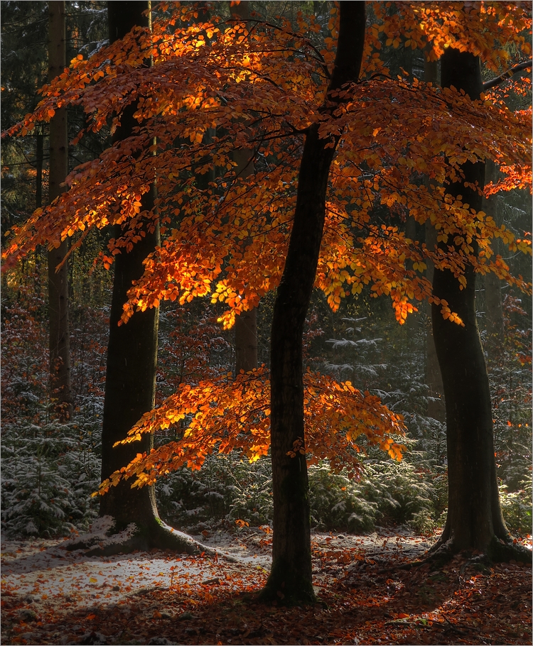 Novemberleuchten...Das Letzte