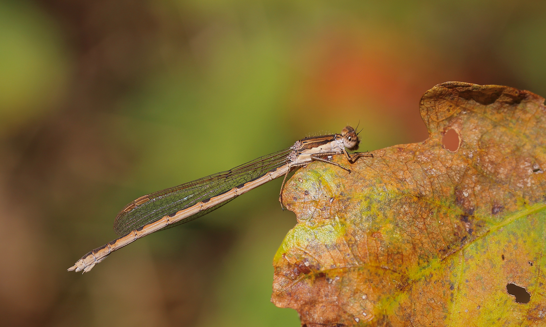 Novemberlibelle