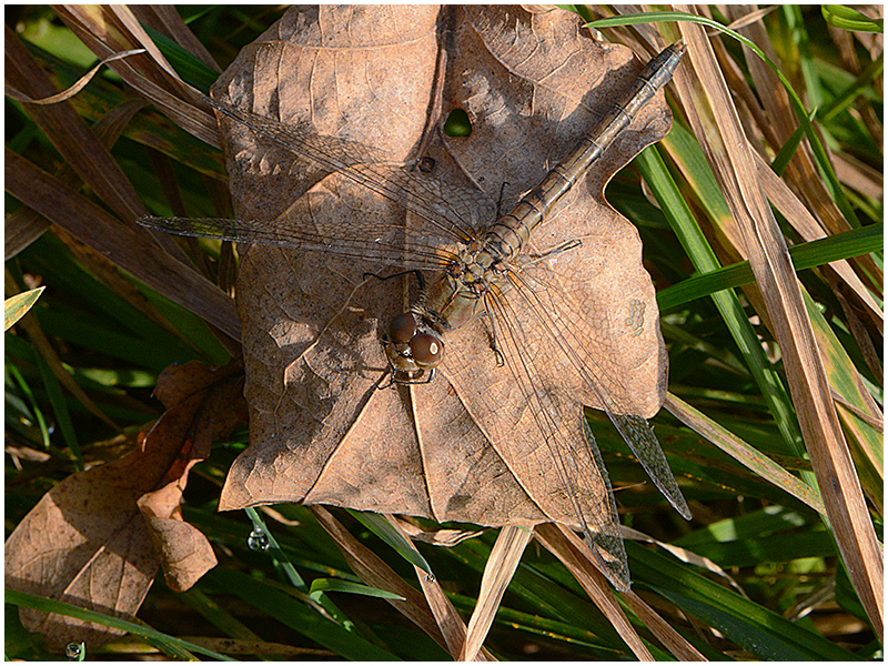 Novemberlibelle