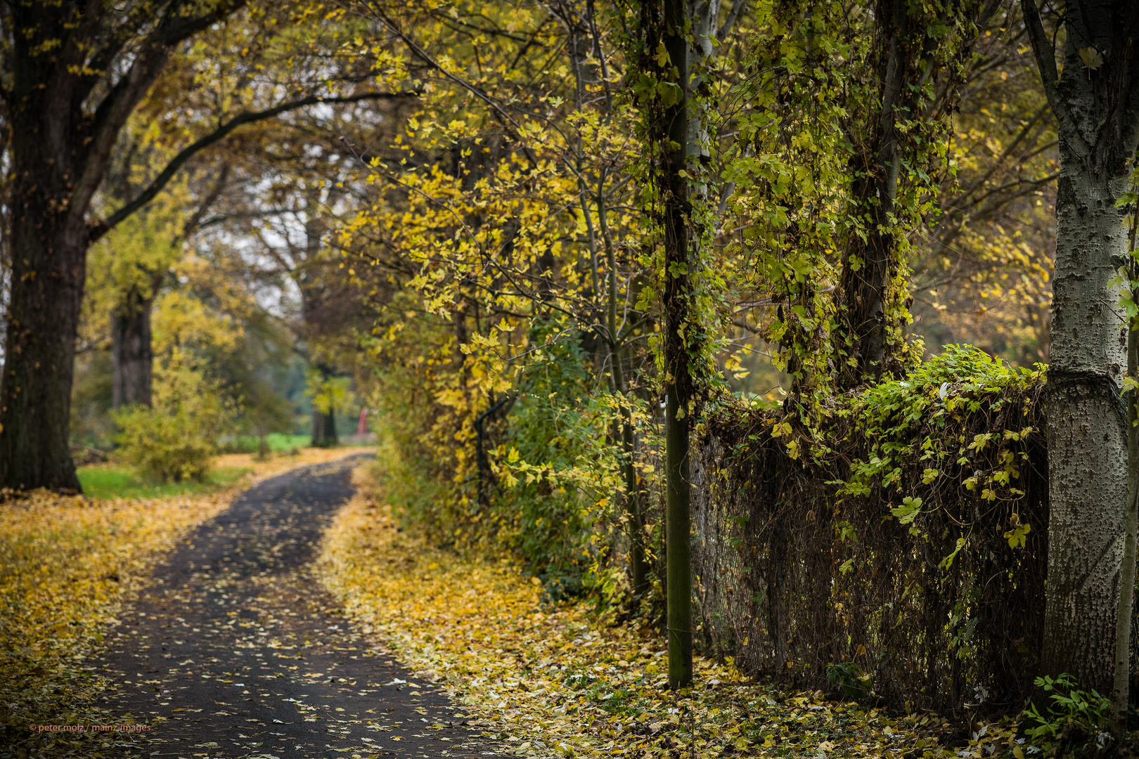 Novemberliche Herbststimmung auf der Maaraue bei Mainz-Kostheim