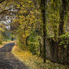 Novemberliche Herbststimmung auf der Maaraue bei Mainz-Kostheim