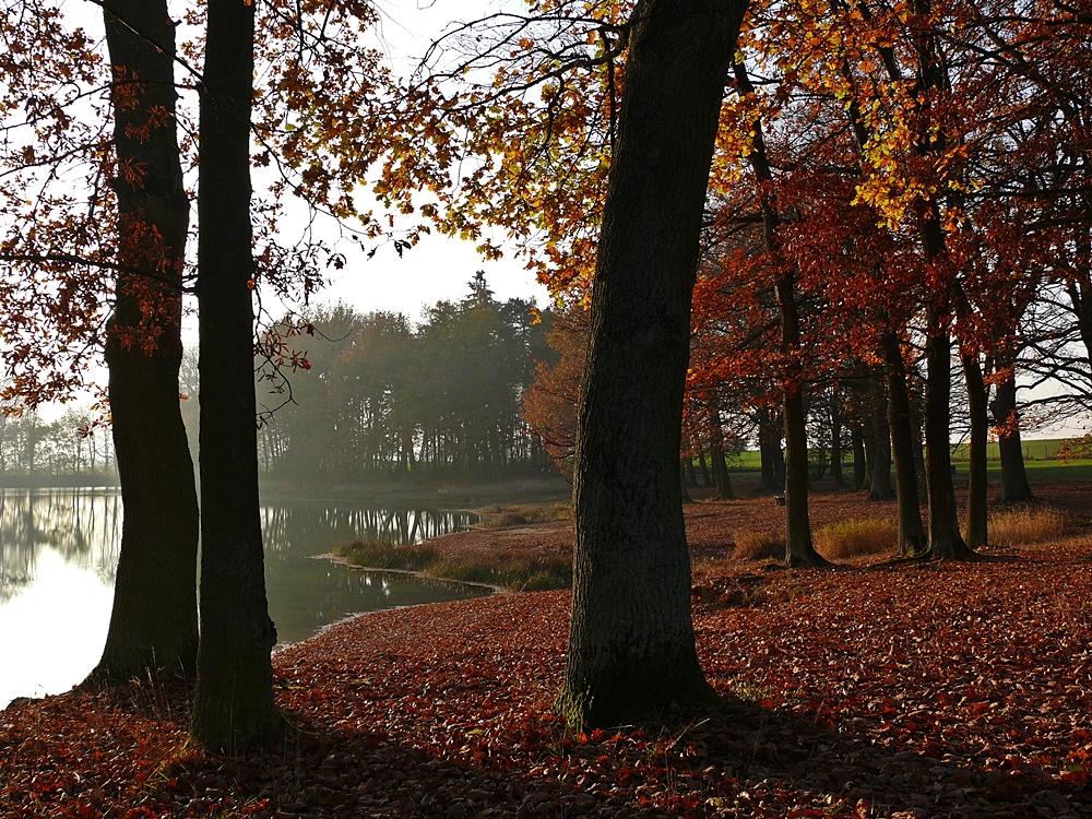 Novemberlicht