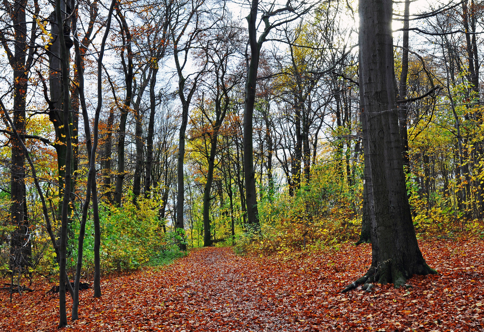 Novemberlicht