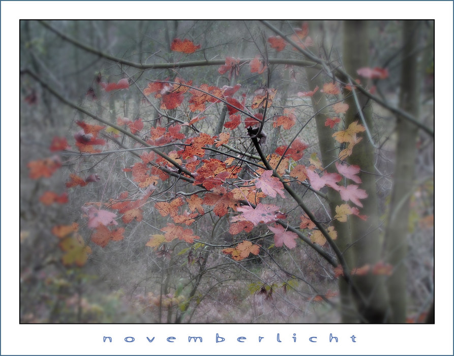 novemberlicht