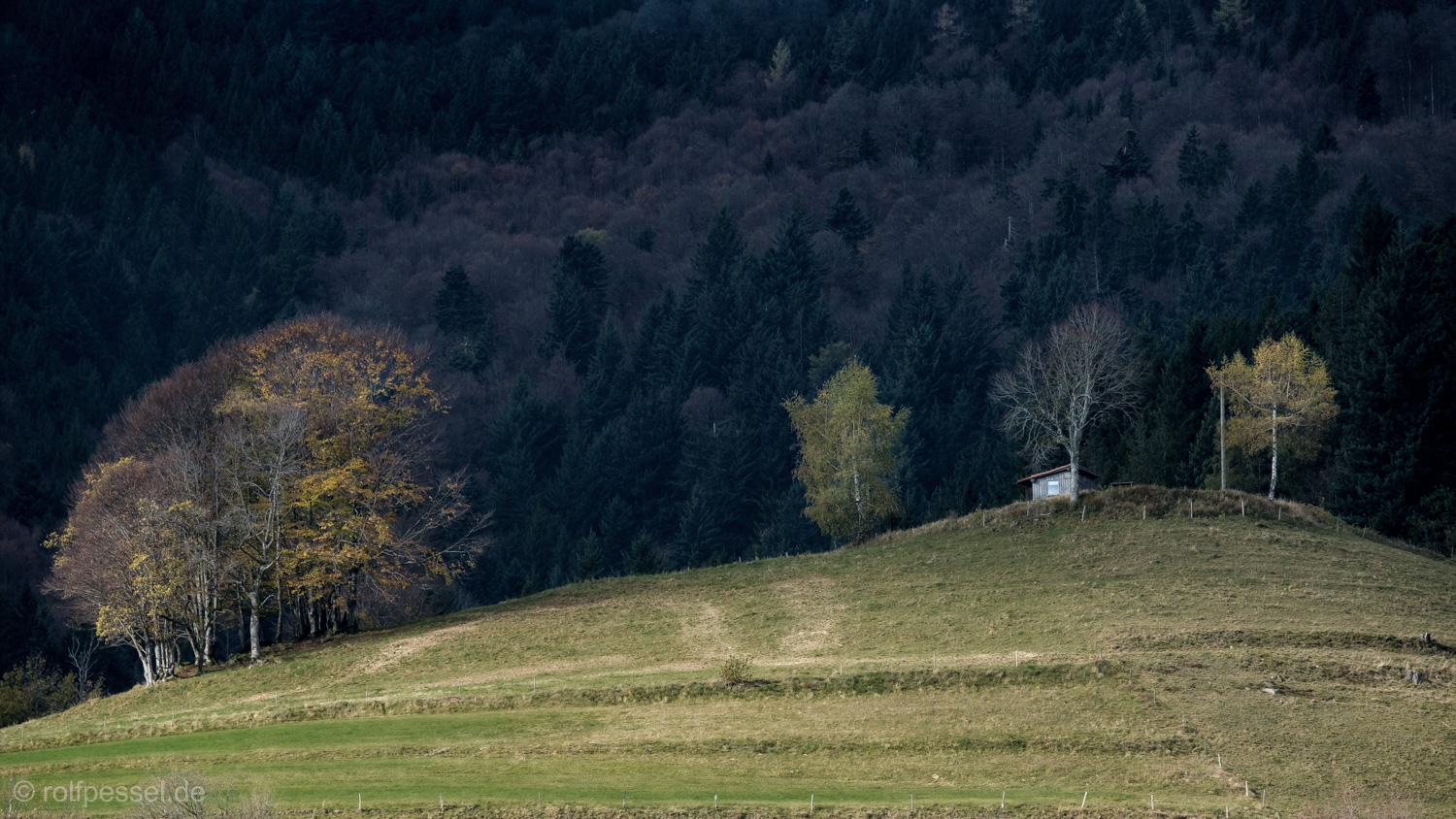 Novemberlicht am Hochblauen