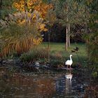 Novemberlicht am Weiher