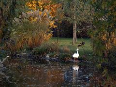 Novemberlicht am Weiher