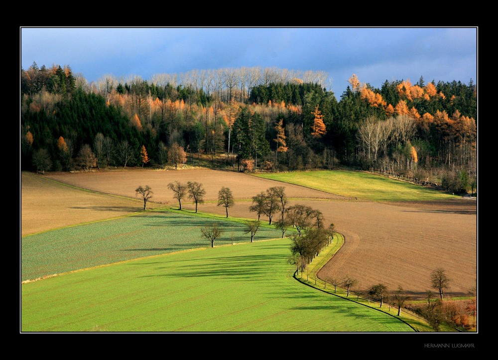 Novemberlicht