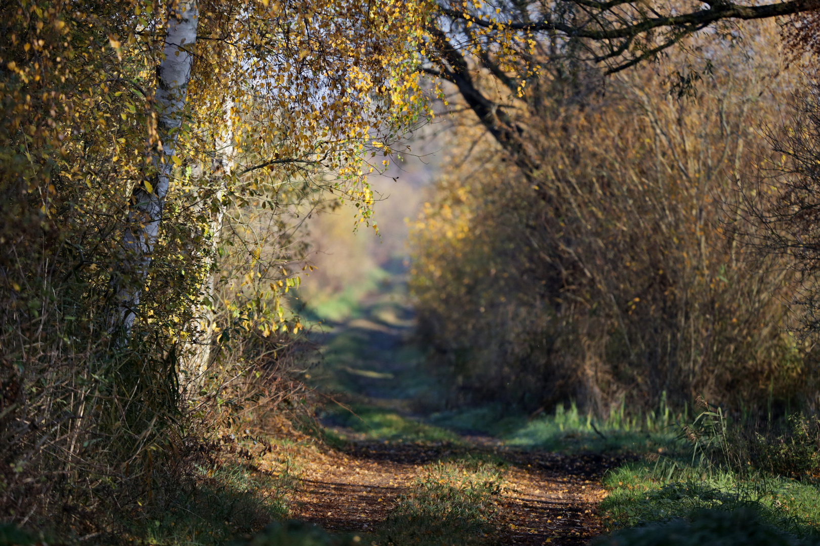 Novemberlicht