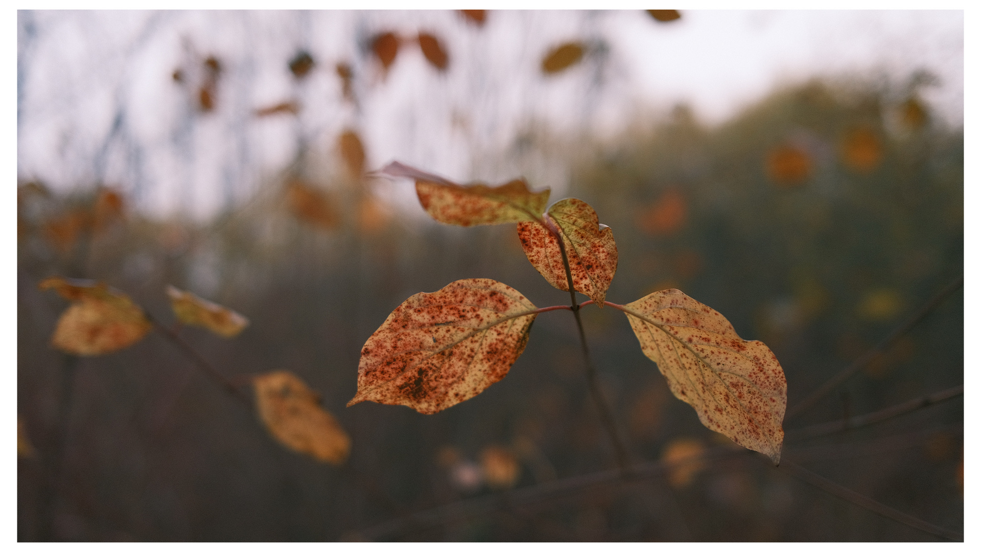 novemberlicht