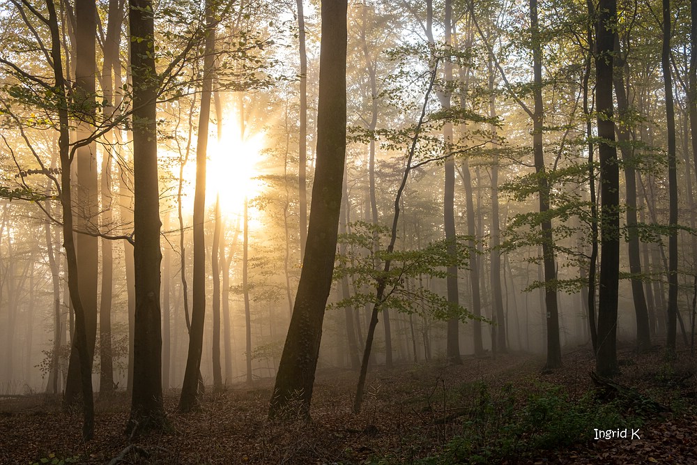 Novemberlicht