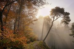 Novemberlicht im Herbstwald 1