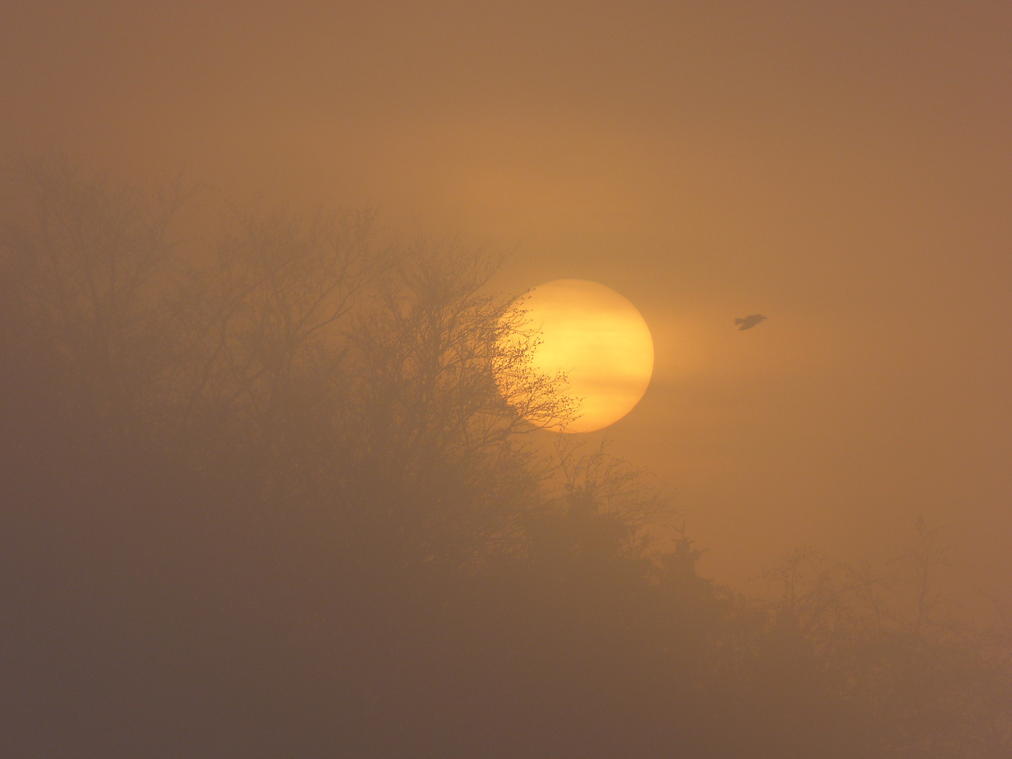 Novemberlichtblick