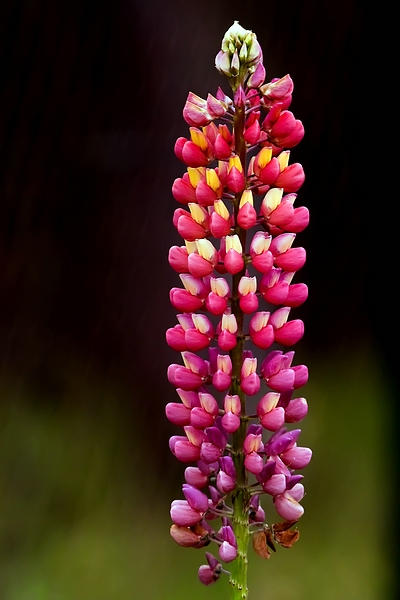 Novemberlupine