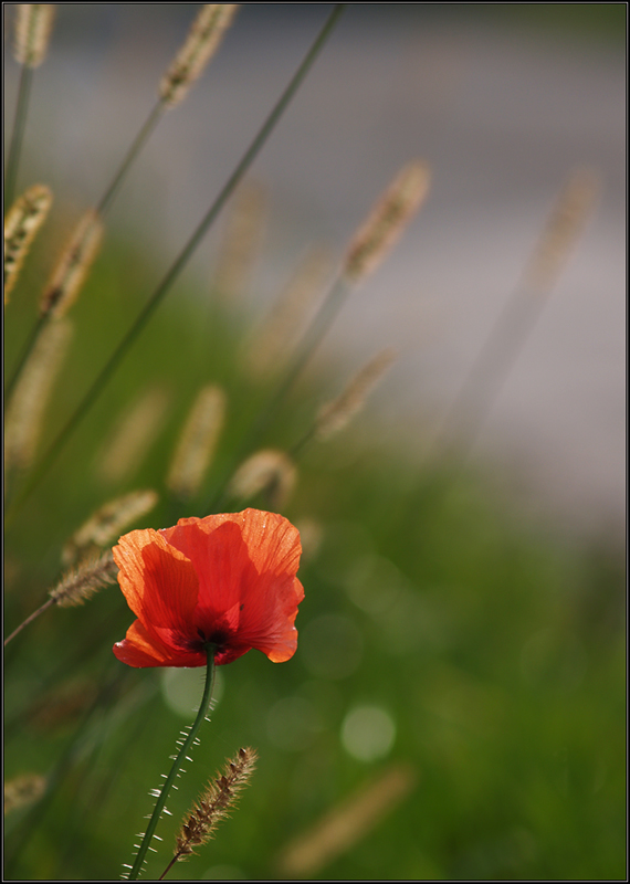 NovemberMohn