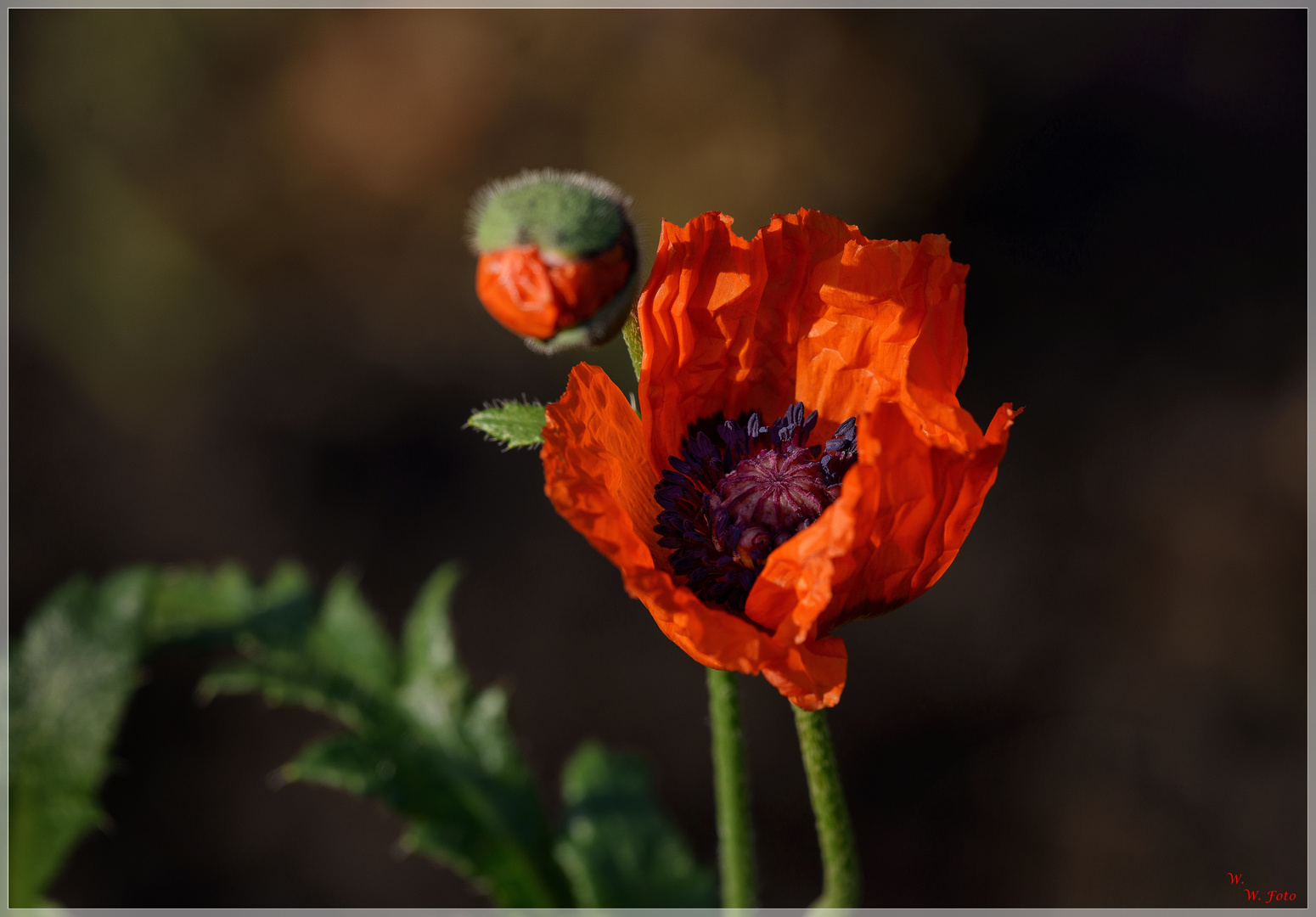 Novembermohn