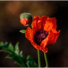 Novembermohn