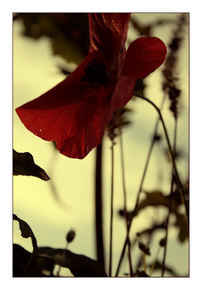 novembermohn