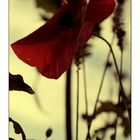 novembermohn