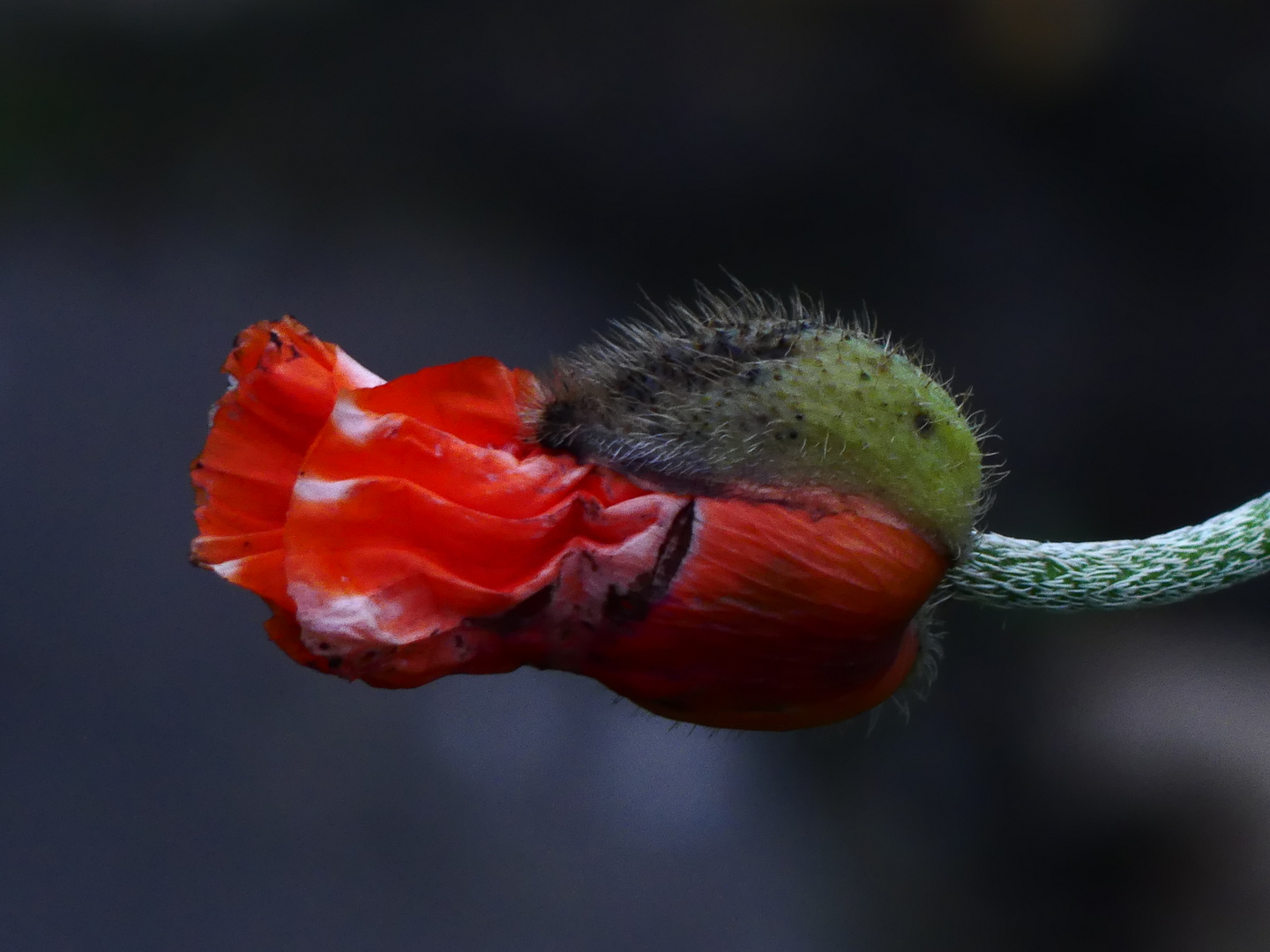 Novembermohn