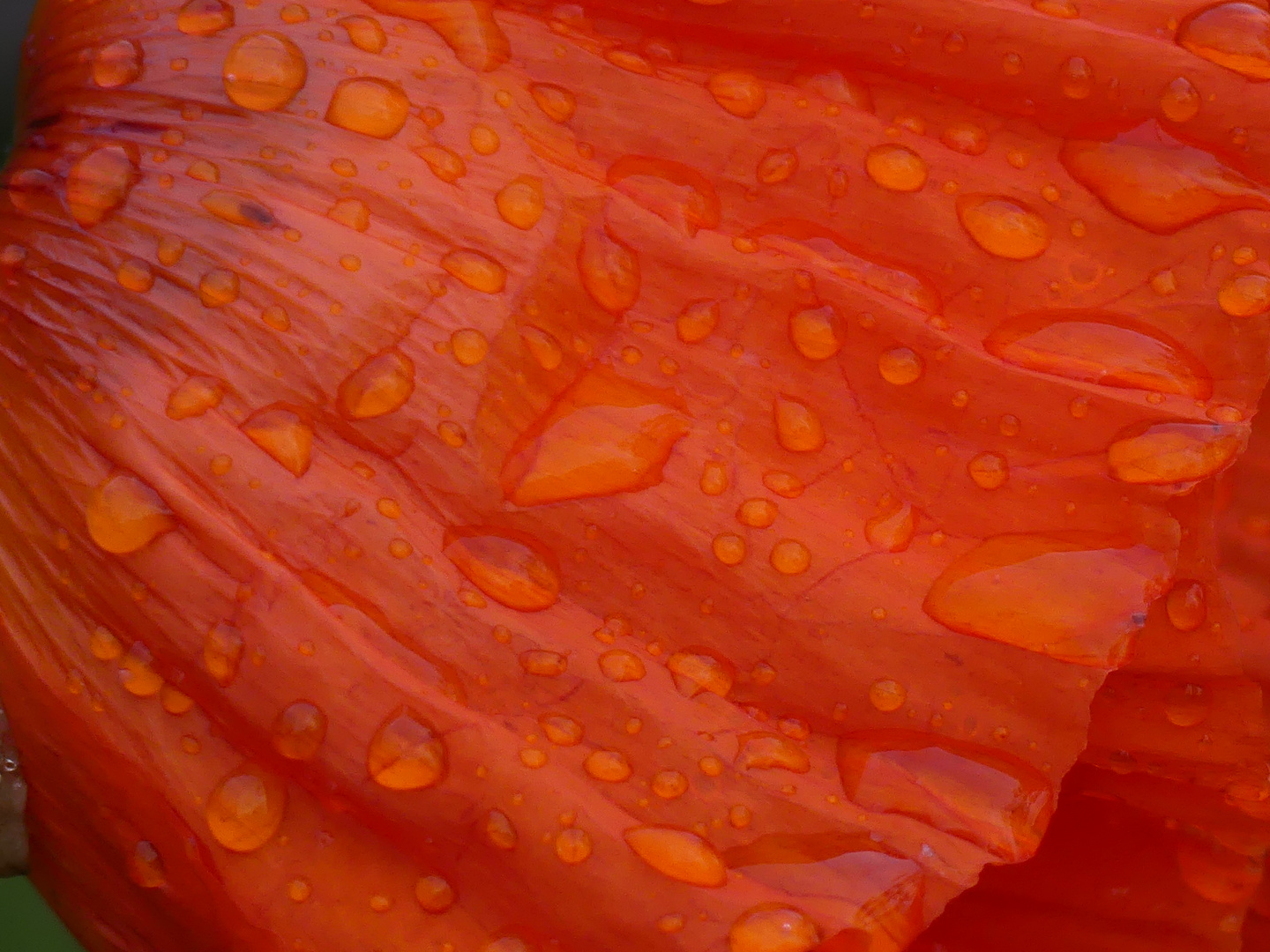 Novembermohn im Regen