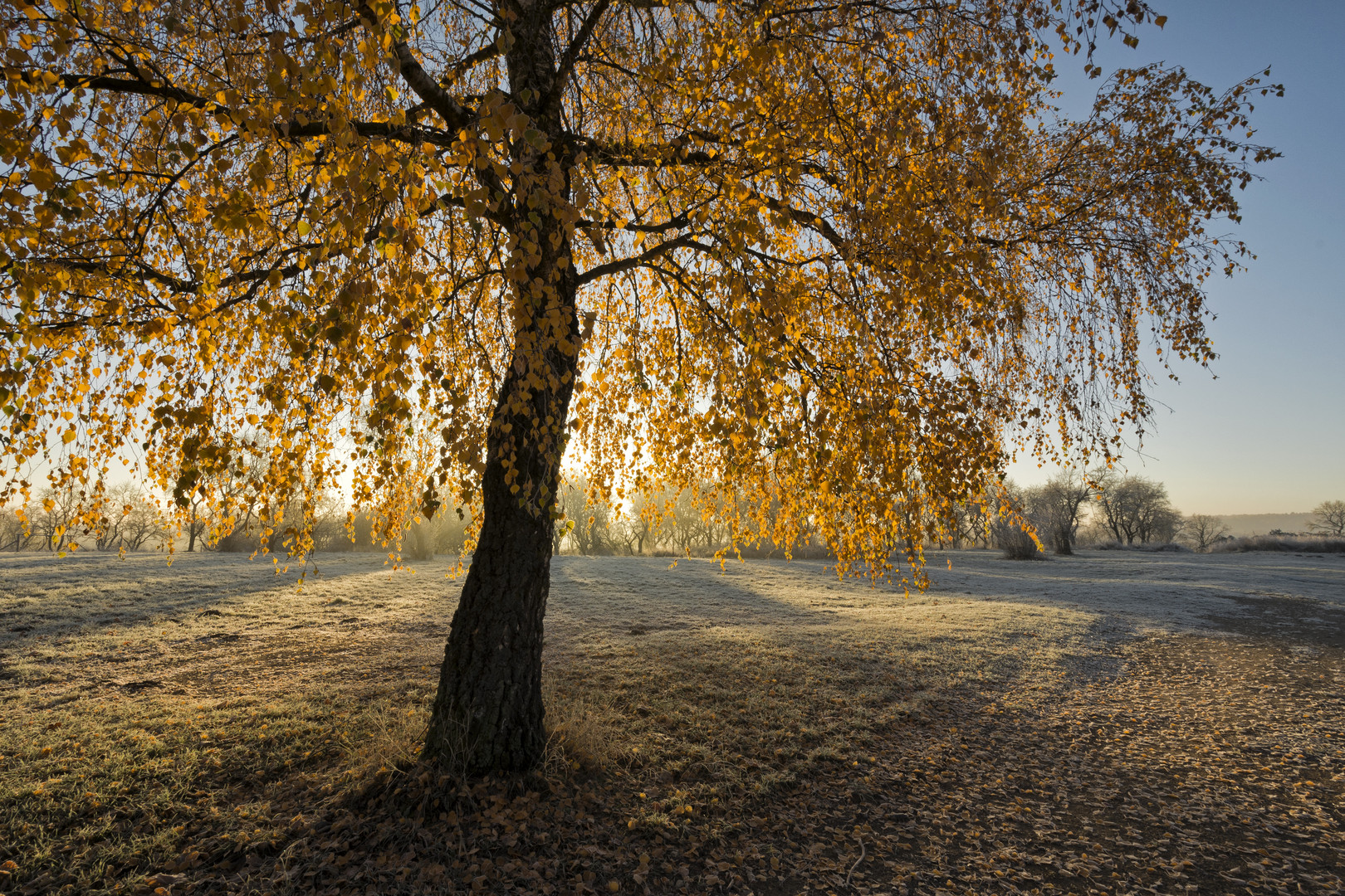 Novembermorgen