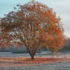 Novembermorgen