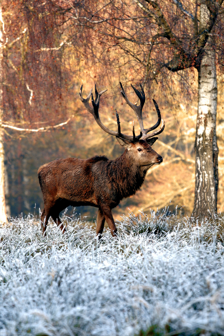 Novembermorgen....