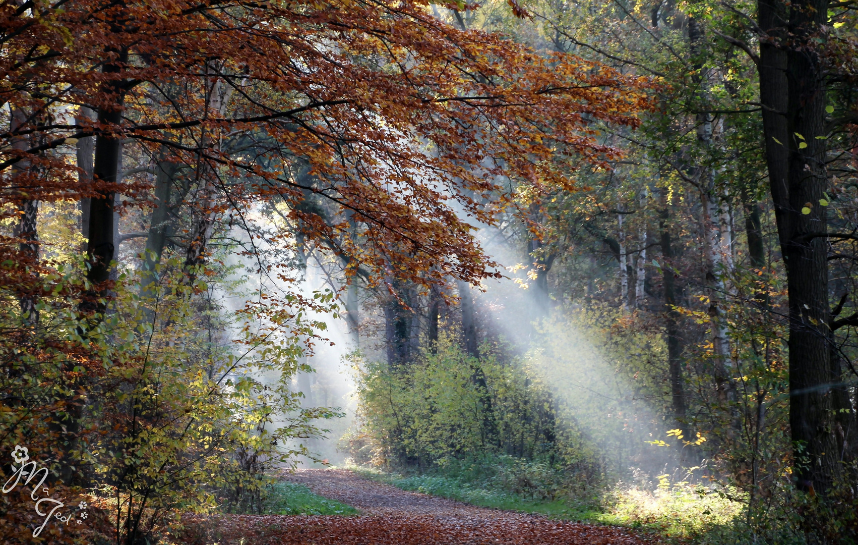 Novembermorgen